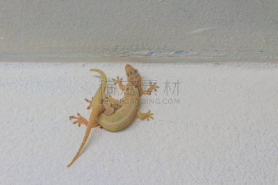 蜥蜴,房屋,围墙,蝎虎,恐龙,自然,褐色,水平画幅,小的,斑点