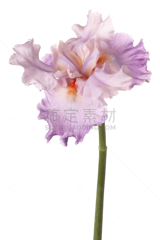 白色,分离着色,bearded iris,鸢尾,鸢尾属,垂直画幅,绿色,无人,白色背景,背景分离