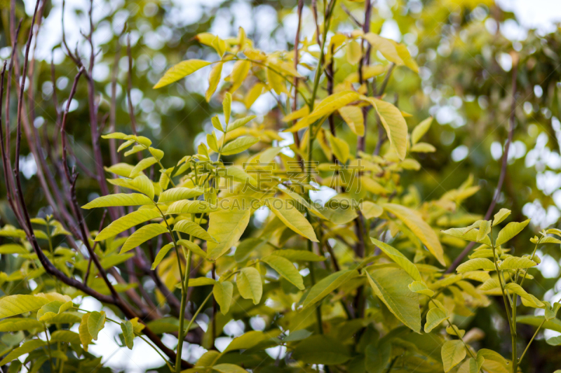 叶子,胡桃,坚果,果园黄鹂,植物属性,水平画幅,素食,营养学家,胡桃木,生食