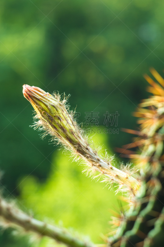 仙人掌,桶仙人掌,垂直画幅,芳香的,下水塞,装管,荆棘,尖利,夏天,干的