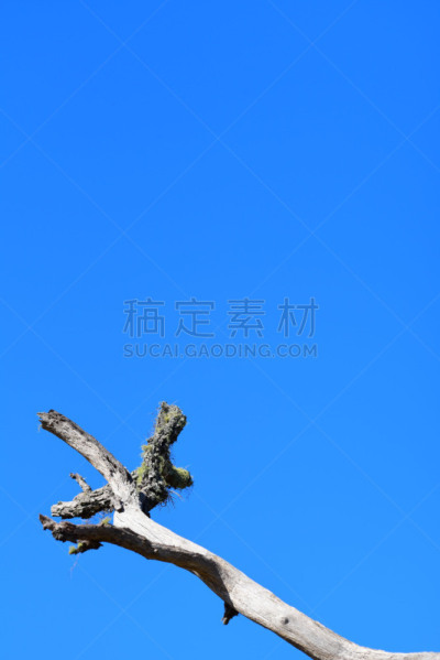 天空,风化的,死的,蓝色,枝,桨叉架船,建筑结构,背景,橡树,在底端