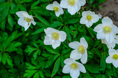 白色,银莲花,春天,花朵,芳香的,枝繁叶茂,雪花莲,草坪,夏天,光