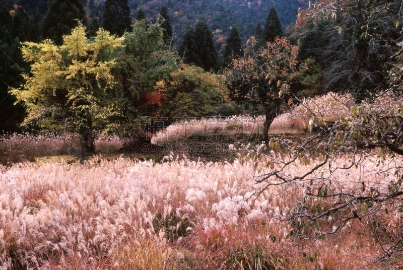 秋天,山庄,京都府,水平画幅,无人,银杏,户外,芒草,京都市,松科