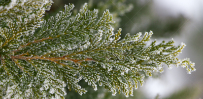 深的,雪松,特写,浅的,白色,美洲,柏树,明亮,明星,彩色图片