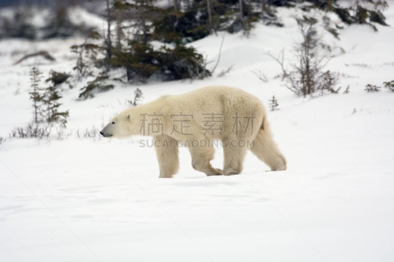 北极熊,自然,寒冷,野生动物,水平画幅,马尼托巴湖,雪,野外动物,户外,丘吉尔镇