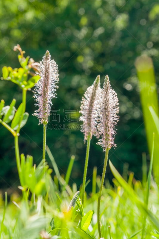 芭蕉,垂直画幅,无人,夏天,户外,头发特征,草,弹性,农作物,毛绒绒