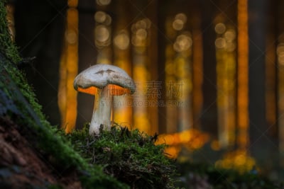 蘑菇,森林,美,水平画幅,偏远的,树林,食用菌,竞技运动,白蘑菇,白色