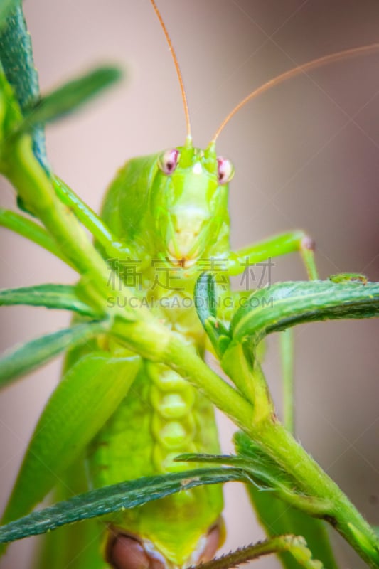 Cute Long-horned grasshoppers, or Tettigoniidae, or leafhopper perching on green leaves and green background