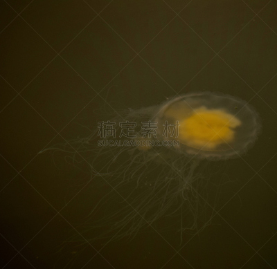 盒式水母,水,水平画幅,动物身体部位,触须,伞,平滑的,动物皮,美国,螫针