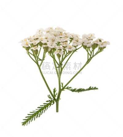 白色,西洋蓍草,自然,垂直画幅,无人,野生植物,仅一朵花,野花,草药,草本