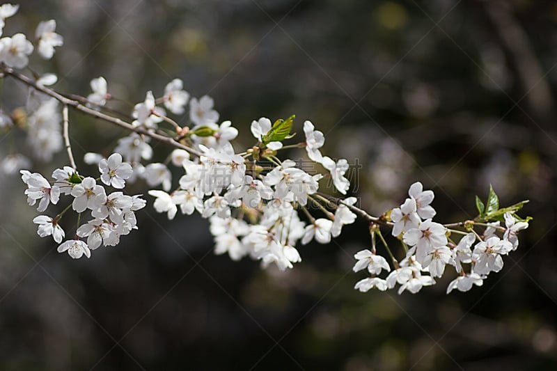 樱花,春天,韩国,京畿道,自然,拍摄场景,野生动物,水平画幅,生物,无人