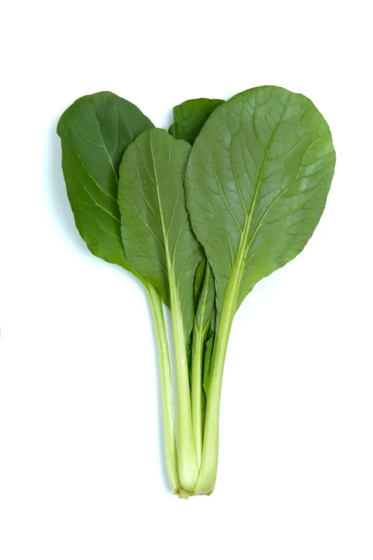 小松菜芸苔 小松菜芸苔图片 小松菜芸苔素材下载 稿定素材 小松菜芸苔 小松菜芸苔图片 小松菜芸苔素材下载 稿定素材