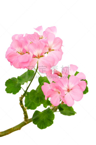 天竺葵,自然,垂直画幅,式样,绿色,无人,花序,白色背景,夏天,背景分离