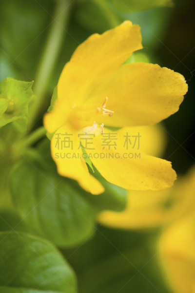 gold lysimachia,珍珠菜,垂直画幅,正面视角,芳香的,枝繁叶茂,无人,夏天,户外,特写