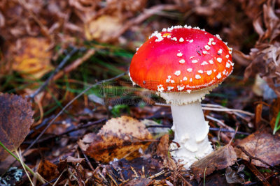 毒蝇菇,林地地表,水平画幅,无人,户外,生物学,特写,毒蘑菇,白色,真菌