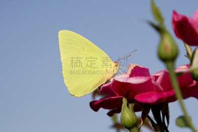 Clouded Yellow Butterfly,自然,天空,晴硫蝶,美国,水平画幅,绿色,蝴蝶,蓝色