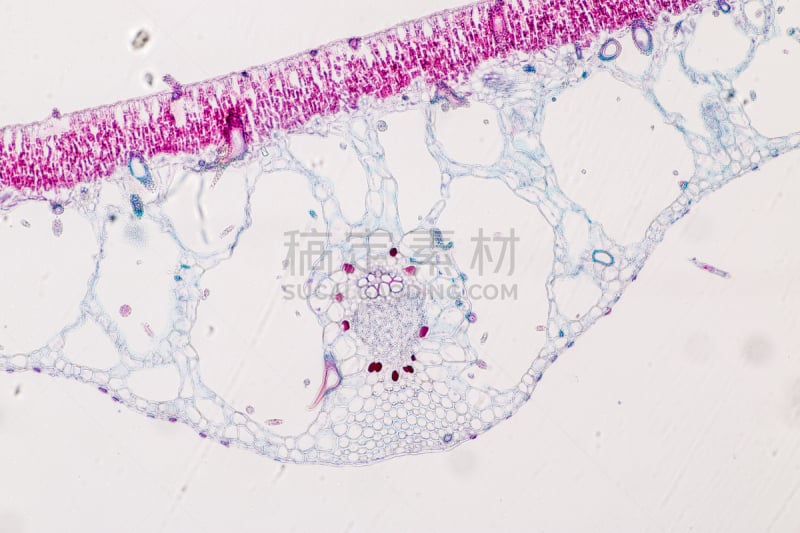 显微镜,在下面,植物,叶子,横截面,教室,细胞核,水平画幅,腰部以下,木质部