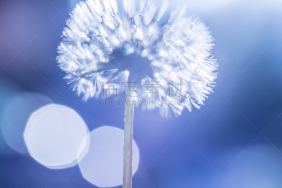 蒲公英,特写,水,天空,美,水平画幅,无人,夏天,户外,植物