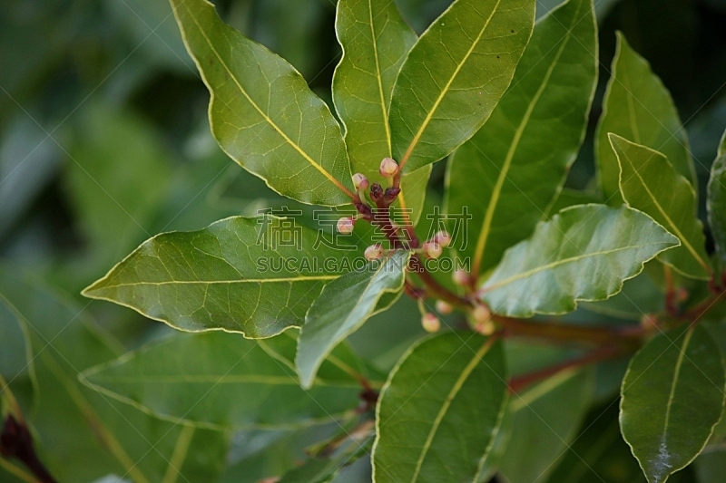 月桂树叶 立陶宛共和国 蔬菜 健康保健 清新 菜园 药 彩色背景 花盆 香料图片素材下载 稿定素材 月桂树叶 立陶宛共和国 蔬菜 健康保健 清新 菜园 药 彩色背景 花盆 香料图片素材下载 稿定素材