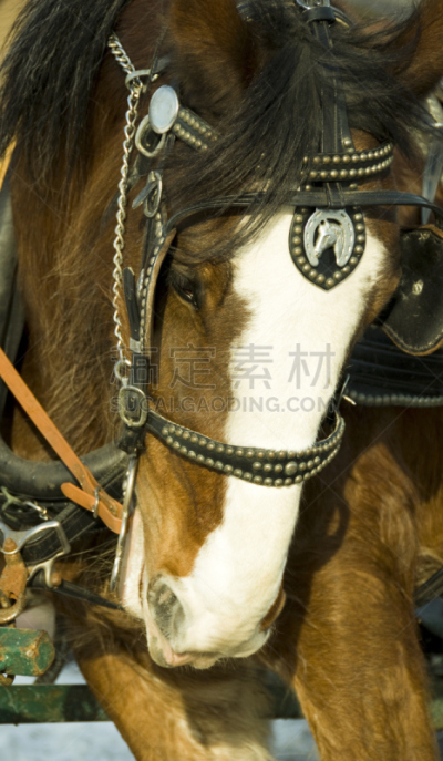 挽马,马蹄铁,垂直画幅,链,母马,无人,皮革,金属,扣环,鬃毛