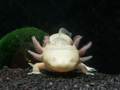 白色,axolotl,正面视角,自然,水,野生动物,水平画幅,鳃,动物身体部位,特写