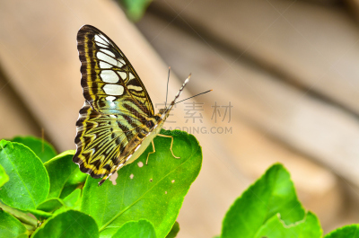 绿色,蝴蝶,自然,式样,草地,水平画幅,无人,蓝色,斑点,早晨