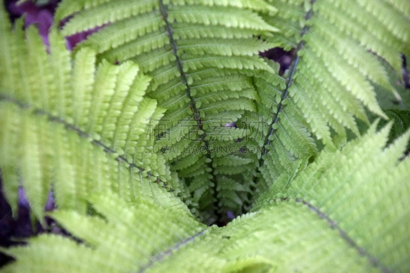 绿色,鸵鸟 fern,清新,漏斗,人的头部,水平画幅,秧苗,动物身体部位,户外,毽子