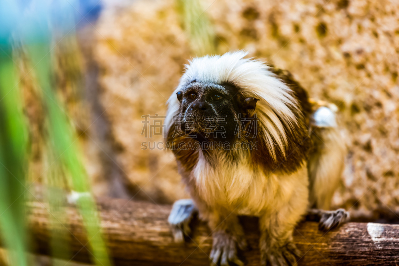 褐色狨,猴子,cotton-top tamarin,棉顶仙人掌,绢毛猴,狨猴,猕猴,自然,野生动物,水平画幅