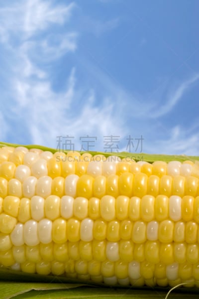 老玉米,天空,蓝色,垂直画幅,留白,无人,户外,白色,彩色图片,清新