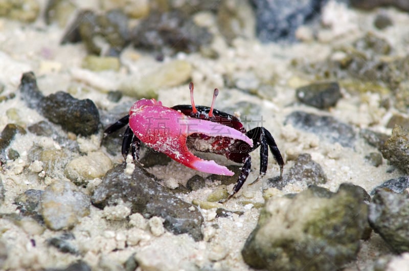 fiddler crab,库克群岛,陆地蟹,aitutaki,小提琴手,河口,水平画幅,沙子,海产,特写