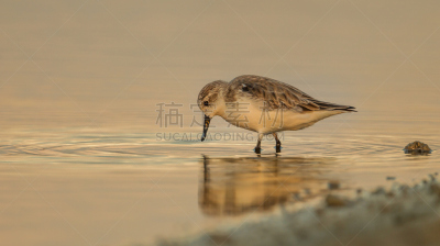 匙形喙矶鹞,侧面视角,美,水平画幅,美人,鸟类,特写,泰国,矶鹞,防水长靴