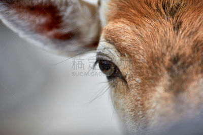 小鹿,注视镜头,美,雄鹿,褐色,水平画幅,无人,动物学,动物身体部位,夏天