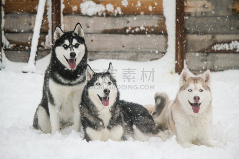 雪,雪橇犬,美国,纯种犬,水平画幅,可爱的,无人,户外,犬科的,宠物