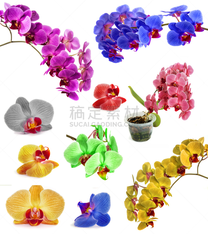 兰花,一个物体,书页,反差,大量物体,垂直画幅,绘画插图,夏天,花束,白色