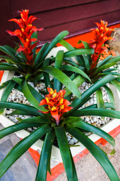 垂直画幅,园艺,异国情调,户外,室内植物,特写,仅一朵花,擎天属,花束,植物