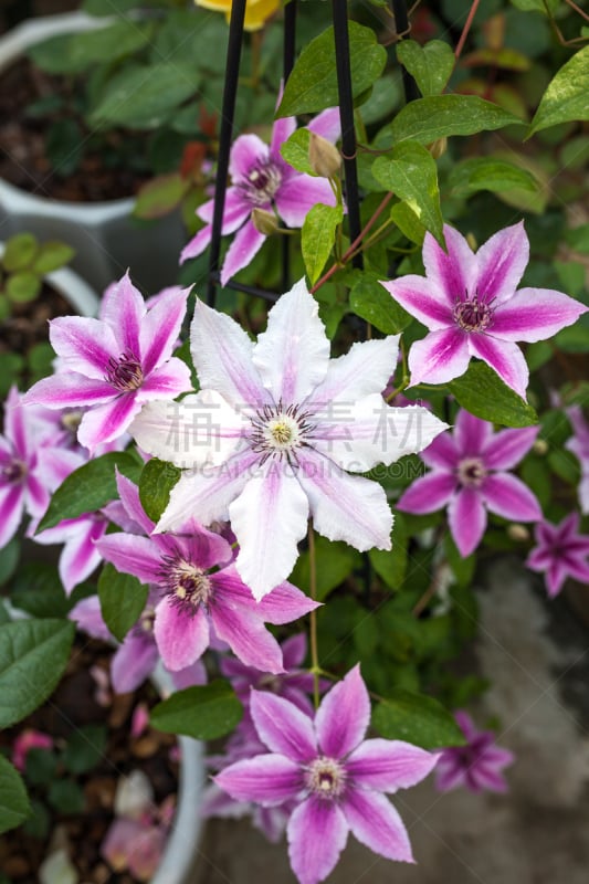 purple clematis growing in the garden