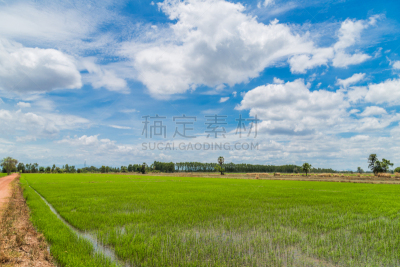 农场,痕迹,田地,稻,越野赛跑,自然,暴风雨,水平画幅,树篱,山