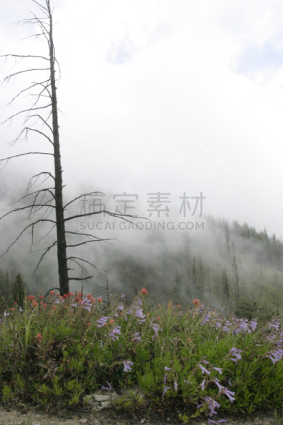 古老的,新生活,钓钟柳,利文沃斯,温纳曲,indian paintbrush,垂直画幅,水,留白,枝繁叶茂