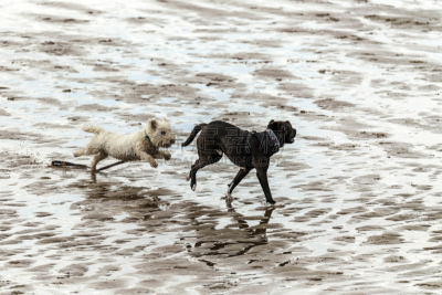 狗,让,球,水,休闲活动,水平画幅,沙子,进行中,会议,梗犬