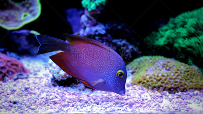 动物眼睛,黄色,珊瑚色,水平画幅,海葵,无人,blue tang fish,水下,野外动物,颊纹鼻鱼