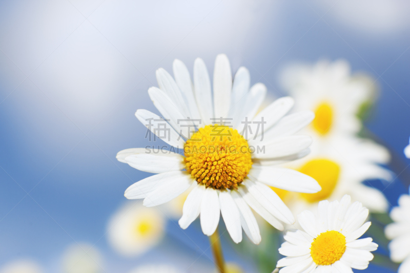 甘菊,美,水平画幅,无人,草坪,夏天,户外,草,特写
