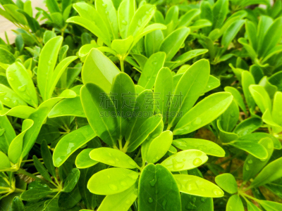 叶子,章鱼,草原,水平画幅,无人,草,室内植物,活力,植物