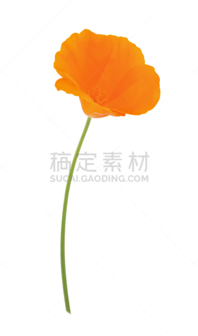 橙子,白色,充满的,选择对焦,分离着色,墨西哥花菱草,垂直画幅,贺卡,明亮,园艺展览