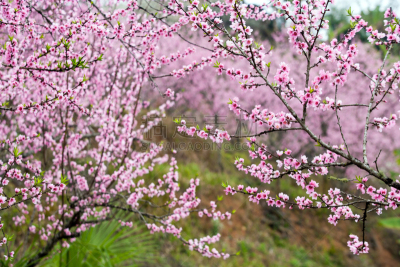 桃花,哈尼族,元阳,沙坝,云南省,水稻梯田,草原,水平画幅,衰老过程,旅行者