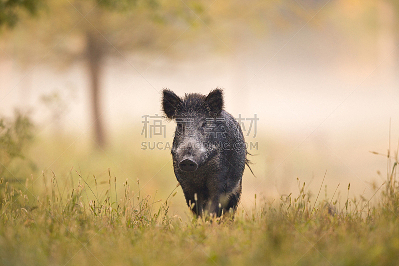 公猪 雾 原野 运动目标 猪 正面视角 美 褐色 国家公园 水平画幅图片素材下载 稿定素材