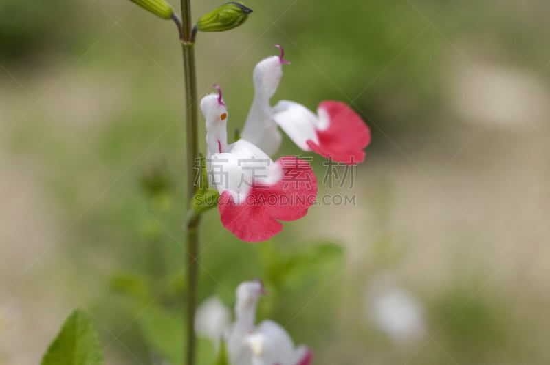 红松,白色,植物,水平画幅,无人,日本,花,摄影