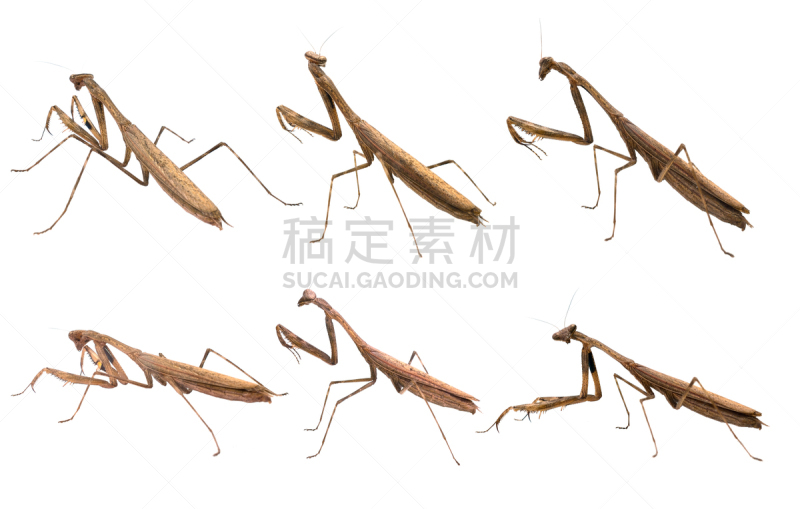 螳螂,白色背景,拍摄场景,看,水平画幅,无人,相机,特写,昆虫,捕食