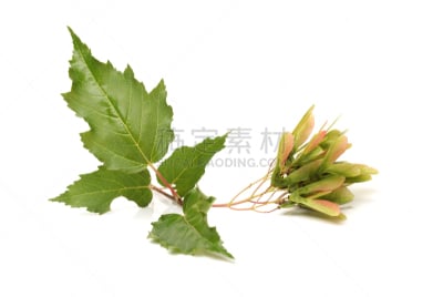 白色背景,红花槭,种子,自然,水平画幅,水果,无人,枫树,夏天,图像