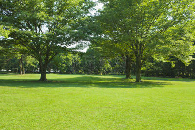 公園　新緑