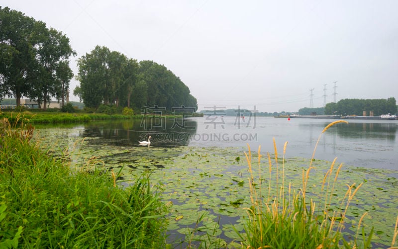 天鹅,河流,海滩,鲁尔蒙德,马斯河,林堡,驳船,水鸟湖,水,天空